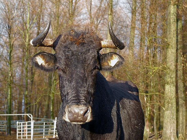 Sayaguesa Kuh aus Spanien war 20 Jahre eine unserer besten Zuchtkühe (Foto: M.Scharf)