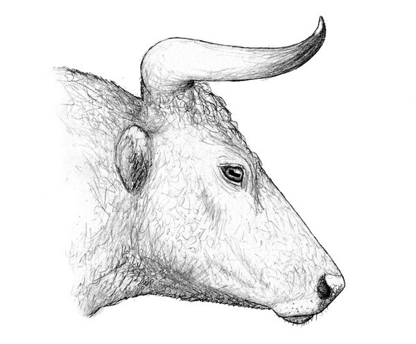 Kopf eines Auerochsens (Zeichnung:D.Foidl)