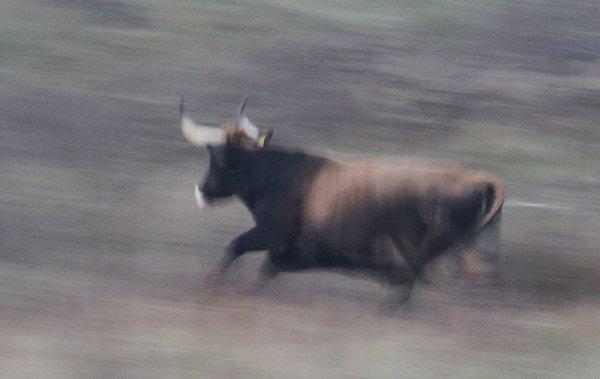 über 40 km/h schnell: Taurus-Kuh im Sprint (M.Bunzel-Drüke)