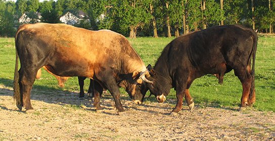 Taurus-Bullen kämpfen (M.Scharf) Stierkampf