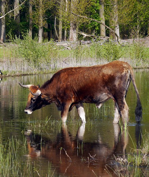 Auf Taurus-Rinder sind offenbar eitel (Foto: M.Scharf) Wasser Rind kuh spiegelt sich