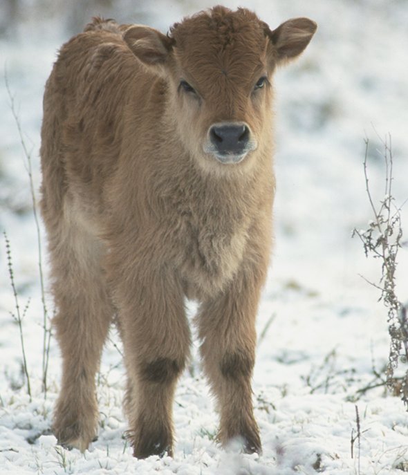 Taurus Kalb im Winterfell (Foto: M.Scharf) Heckrindkalb Kälbchen