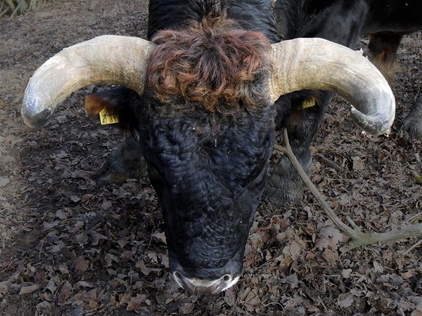 Die Hörner des Bullen Linnet sind mit 90 cm Spanne der Zeit unsere beindruckensten in unserer Taurus-Rinder Zucht (Foto:R.Loerbroks)